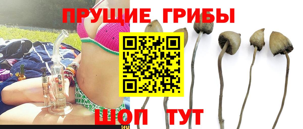 Великий Устюг  Псилоцибиновые грибы Cubensis  Вход с VPN  Галлюциногенные грибы Cubensis 
